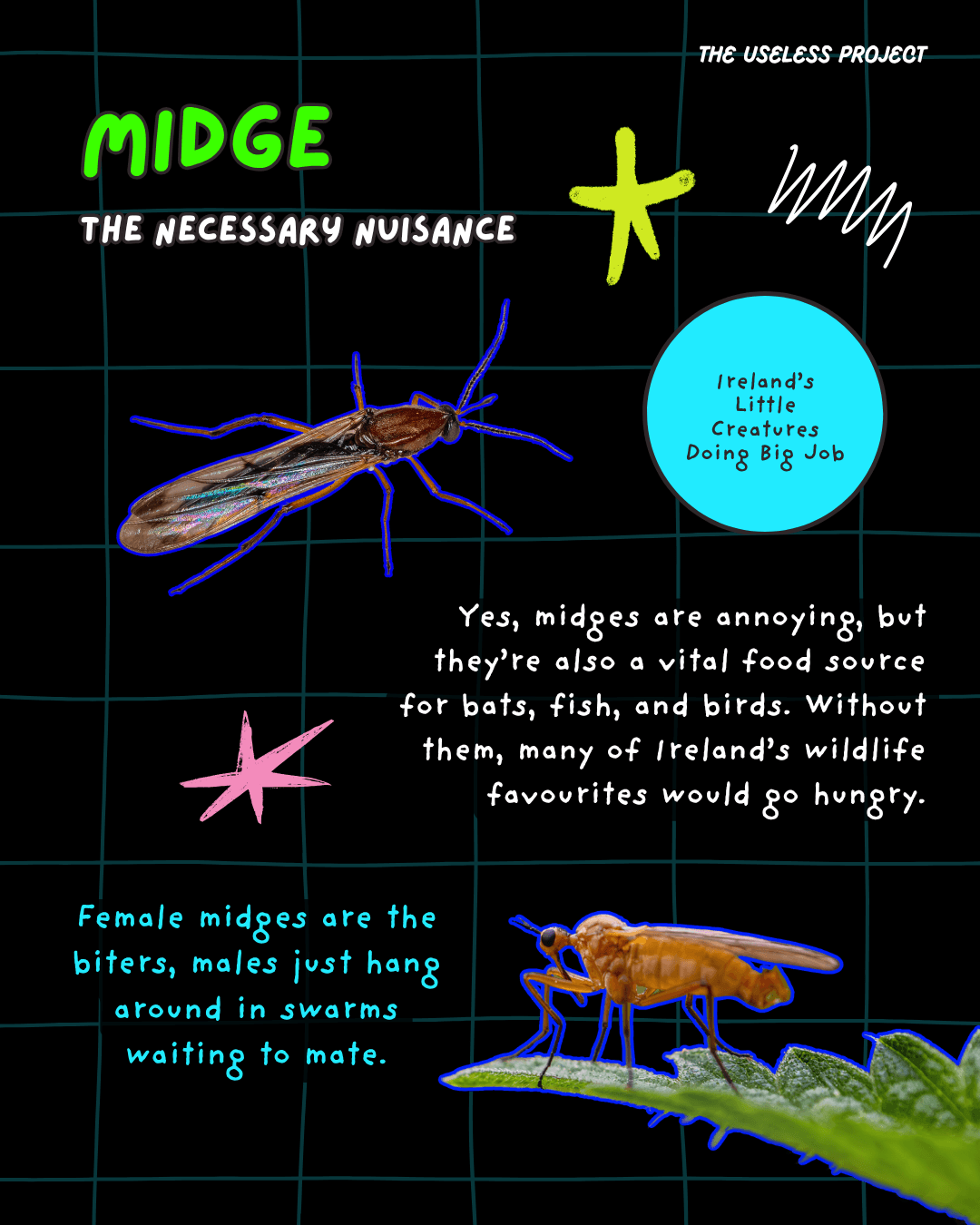 Irish Insects - Image 8