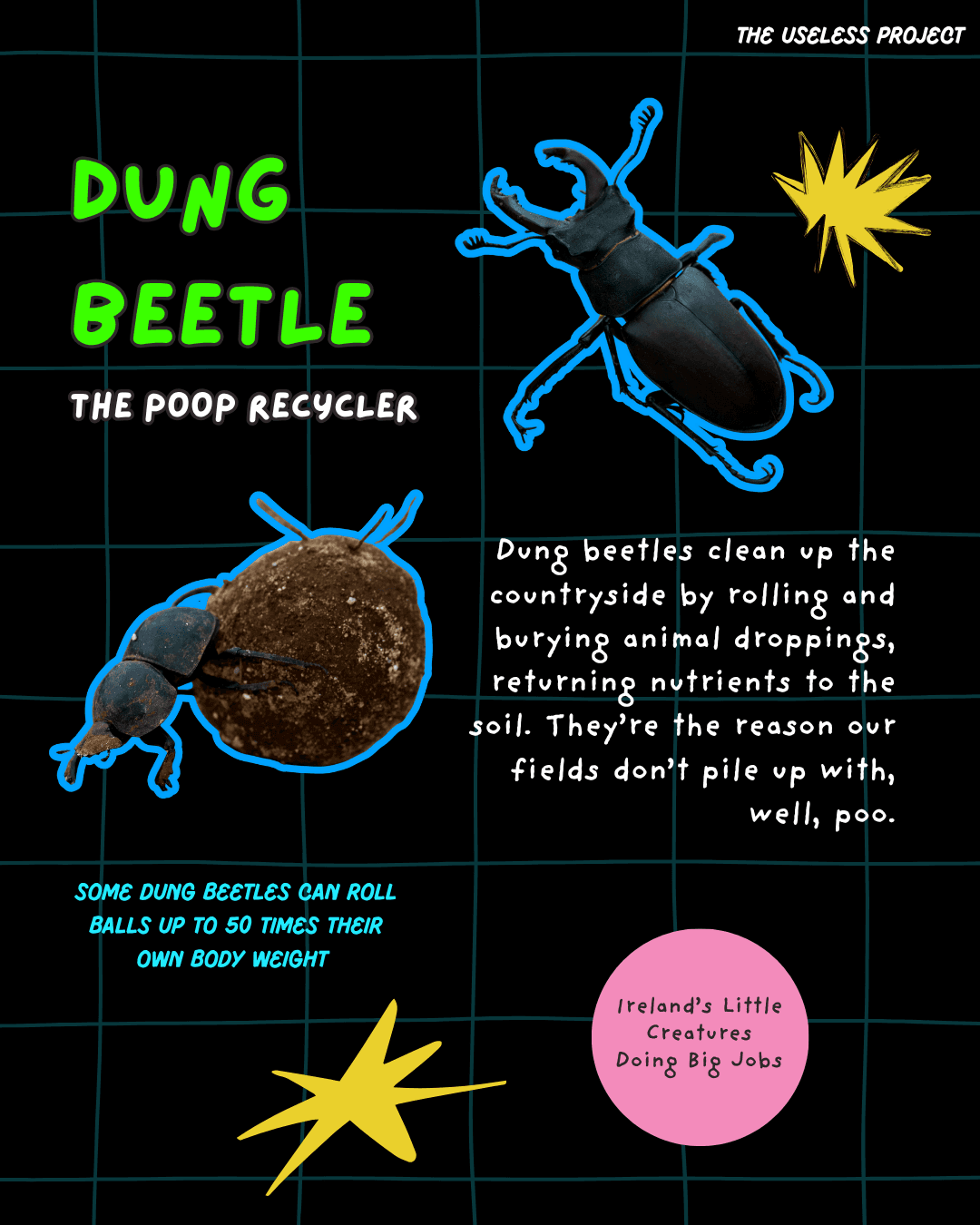 Irish Insects - Image 2